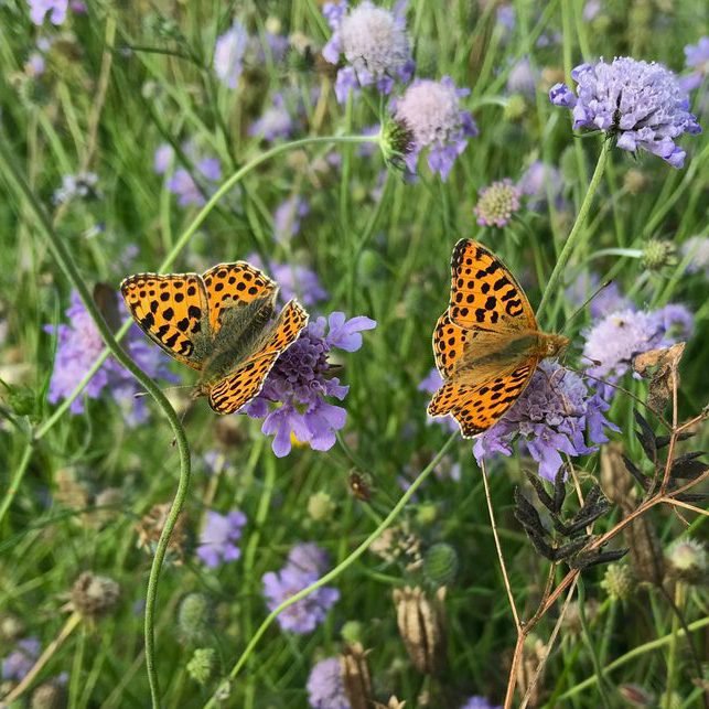 Vlinder op inheemse bloem